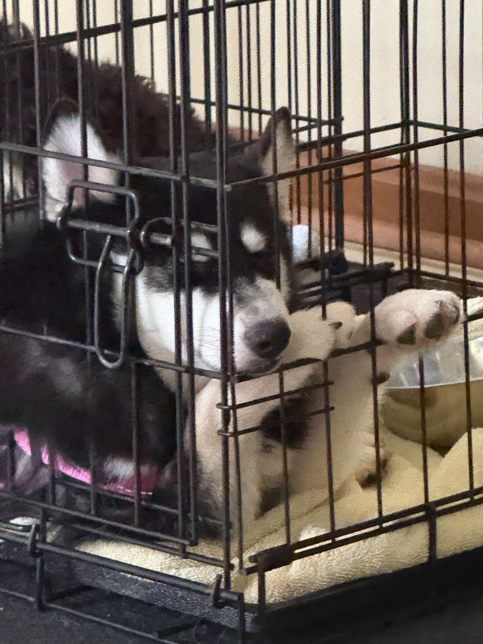 Enlarge Kiwi, a Adoptable mixed breed in North Olmsted, OH image 3/3