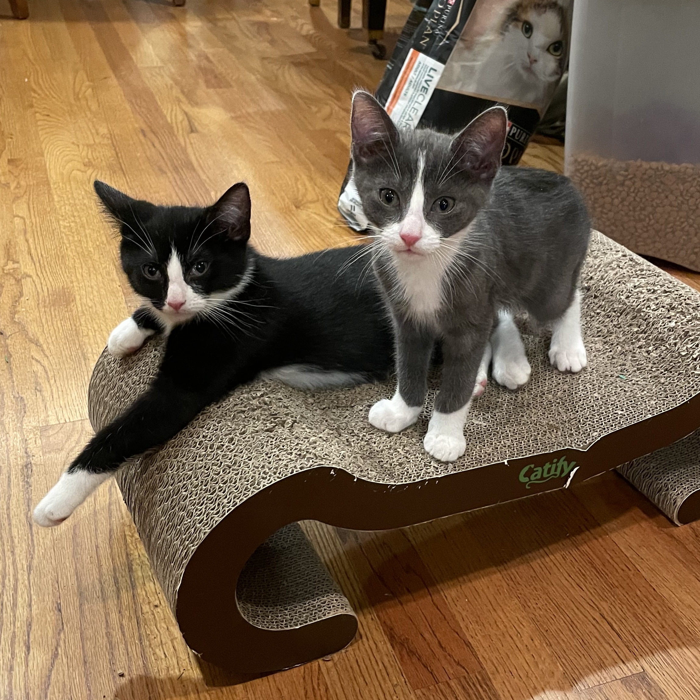 Glitch & Karma *BONDED PAIR*, Adopted, Kitten Male Domestic Short Hair.