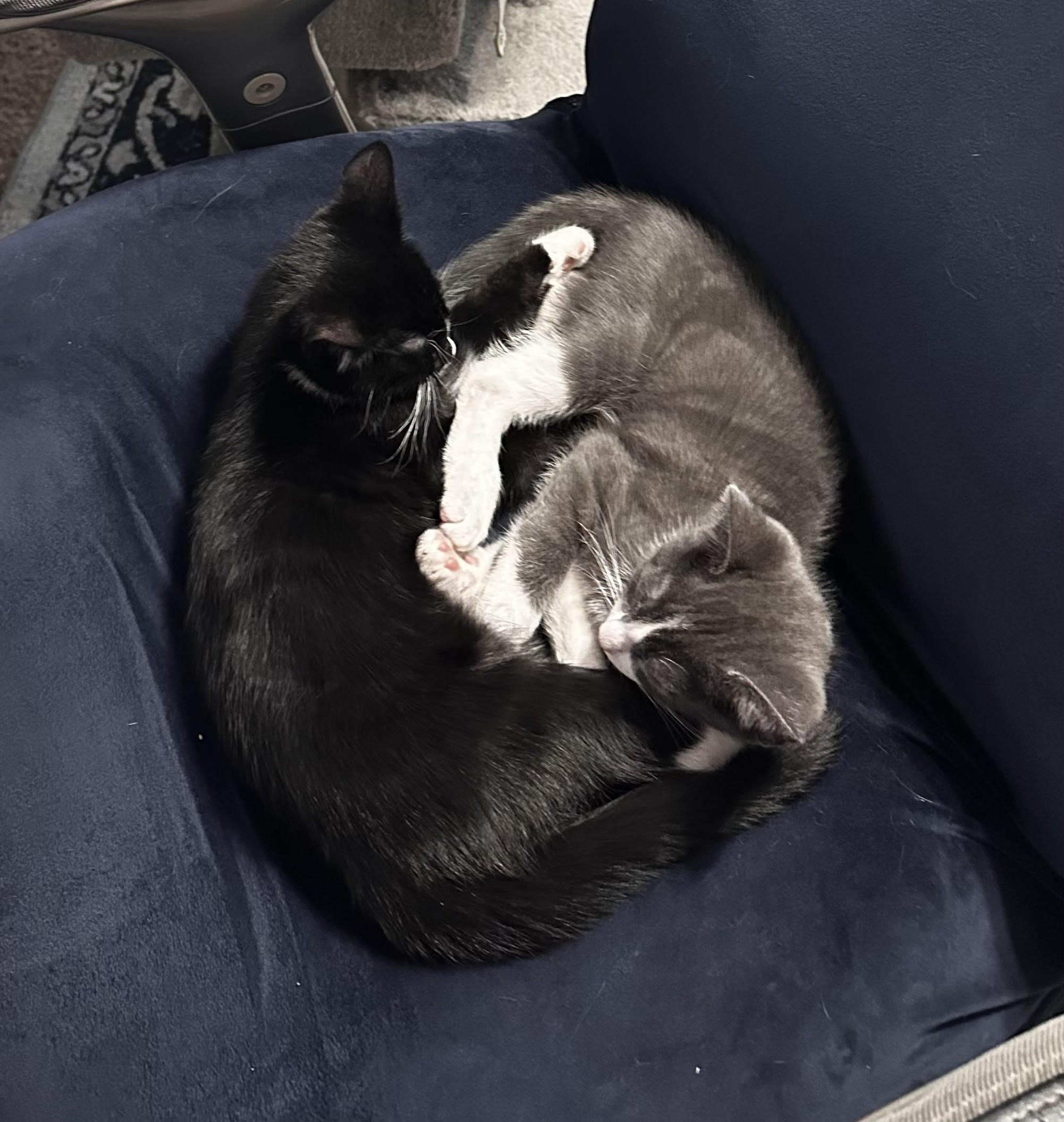 Glitch & Karma *BONDED PAIR*, a Adopted Domestic Short Hair image 3/6