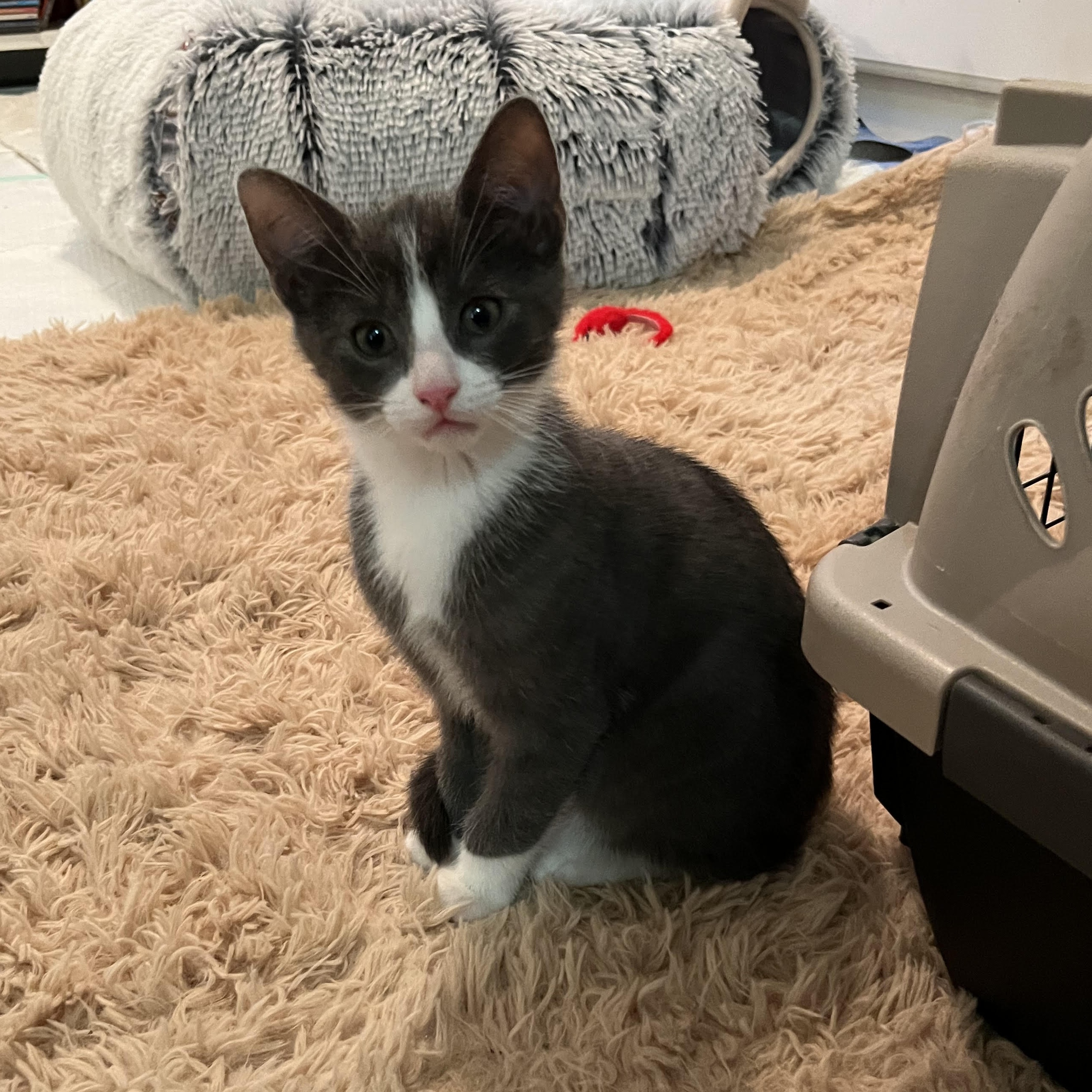 Glitch & Karma *BONDED PAIR*, a Adopted Domestic Short Hair image 6/6