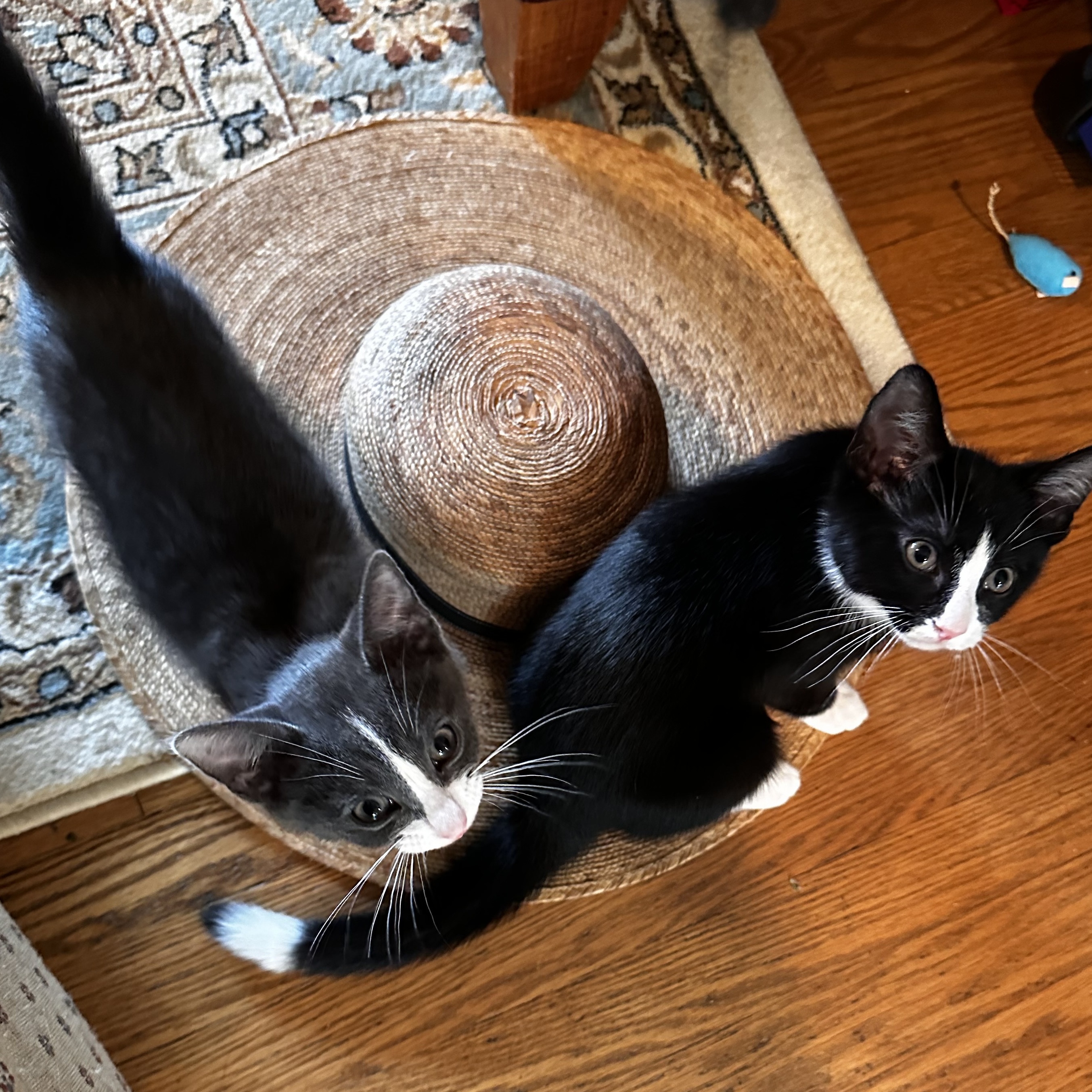 Glitch & Karma *BONDED PAIR*, a Adopted Domestic Short Hair image 2/6