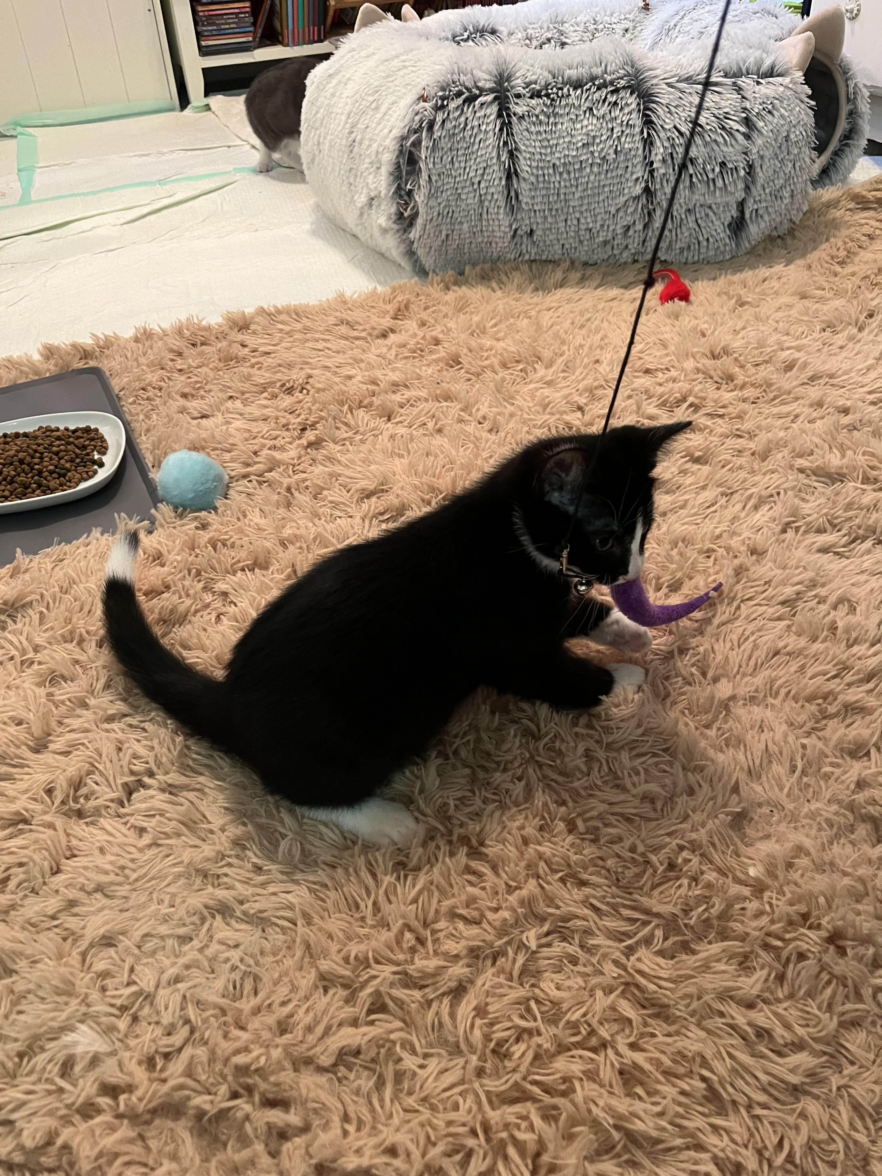 Glitch & Karma *BONDED PAIR*, a Adopted Domestic Short Hair image 4/6