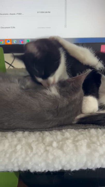 Enlarge Glitch & Karma *BONDED PAIR*, a Adopted Domestic Short Hair video 5/6