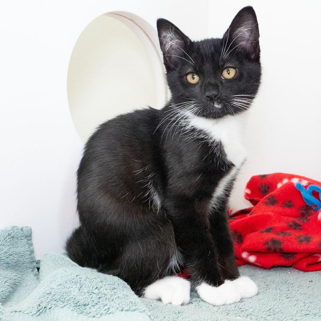 Radio Shack, Adoptable, Kitten Female Domestic Short Hair.