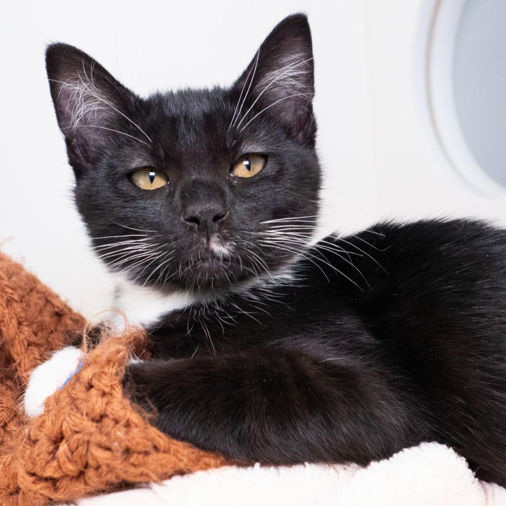 Enlarge Radio Shack, a Adoptable mixed breed in Shoreline, WA image 2/5