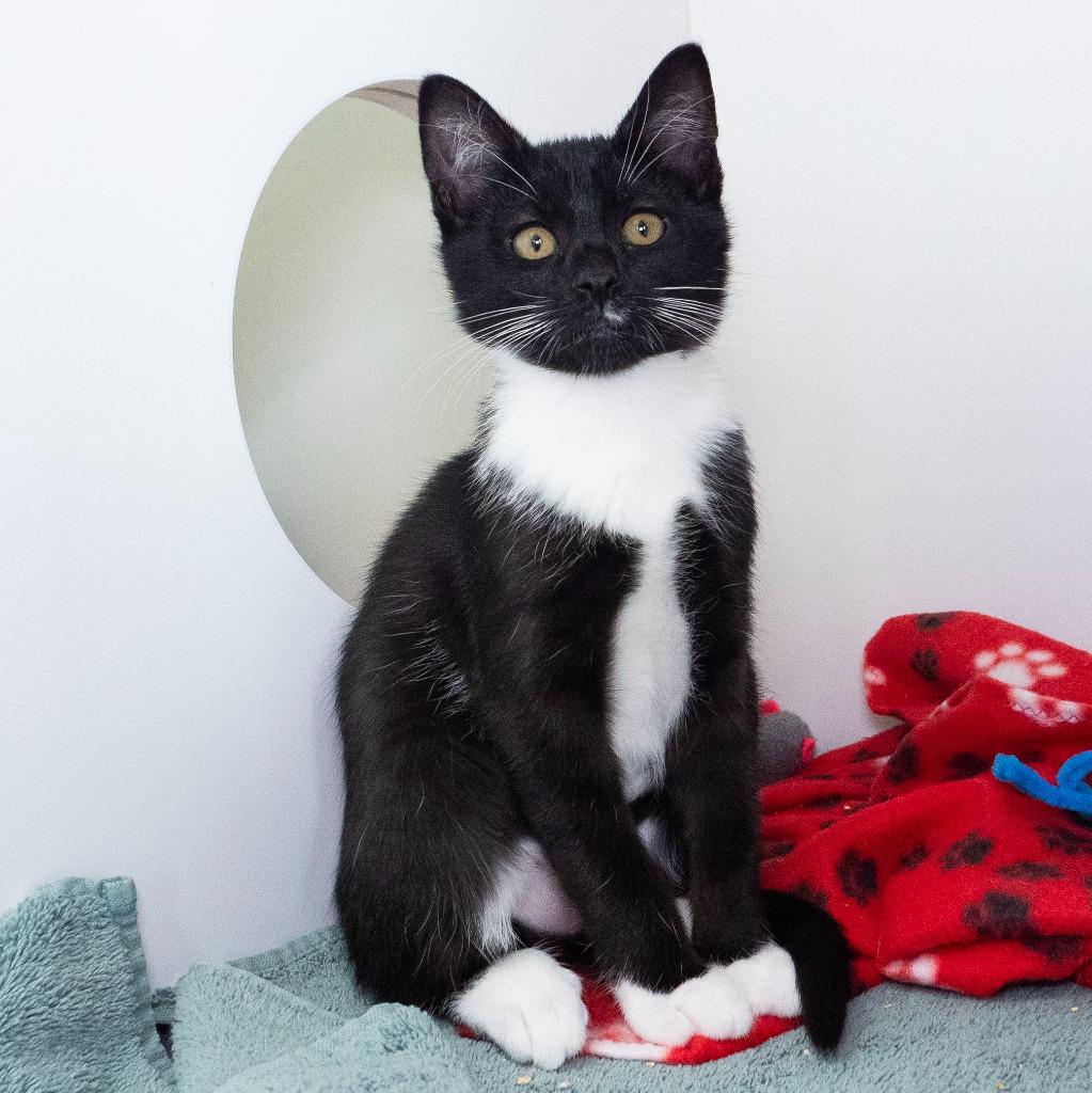 Enlarge Radio Shack, a Adoptable mixed breed in Shoreline, WA image 3/5