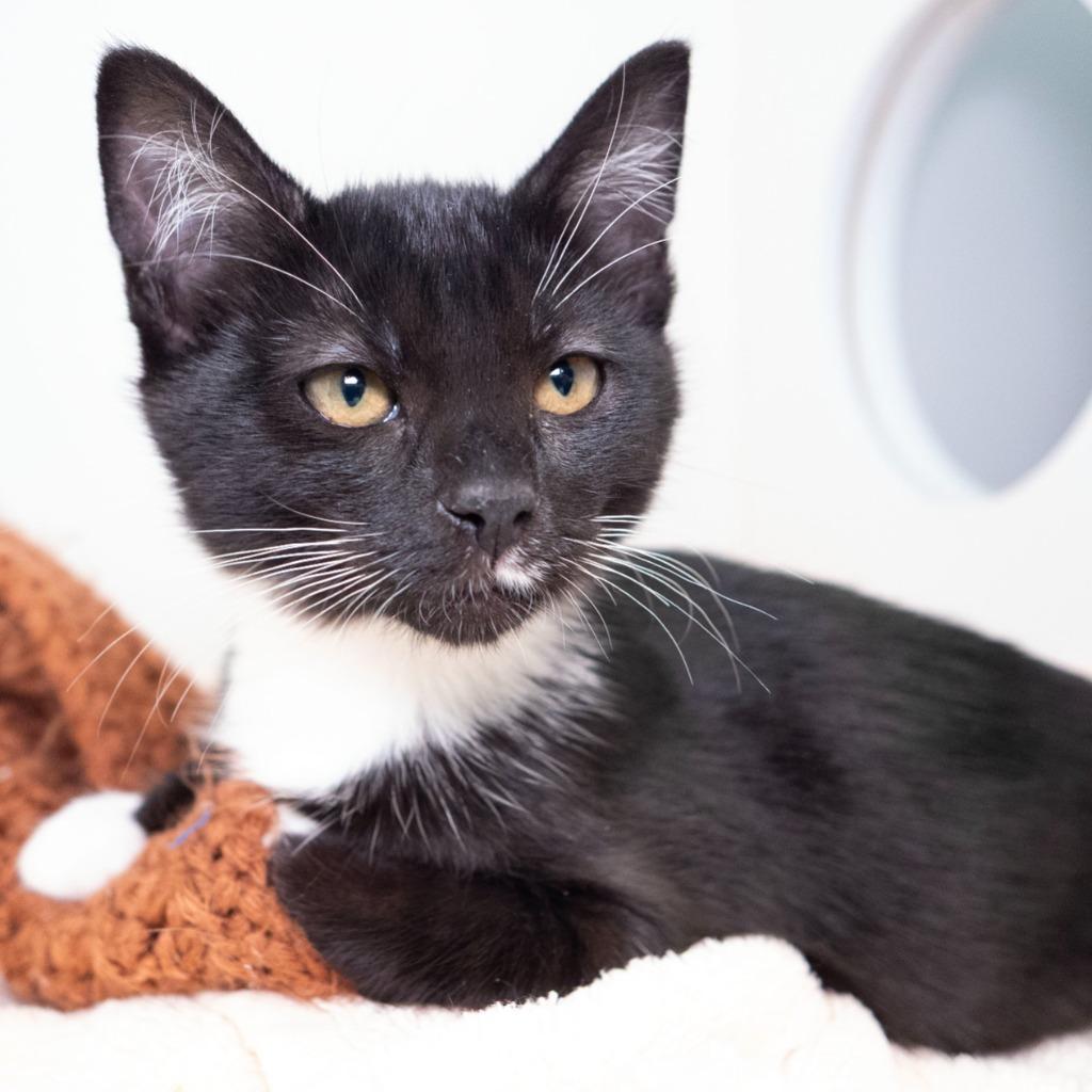 Enlarge Radio Shack, a Adoptable mixed breed in Shoreline, WA image 4/5