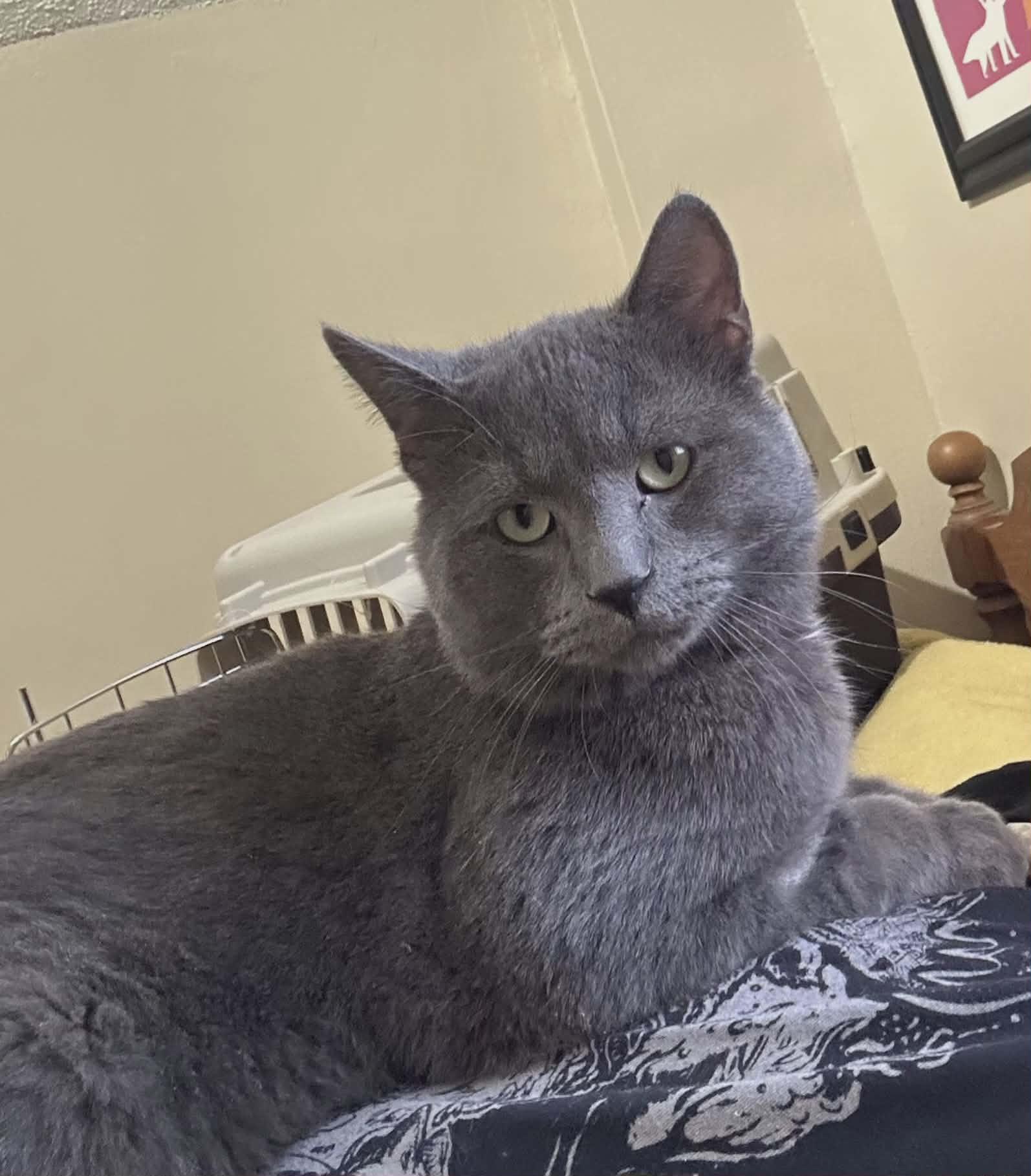 Rocky, adopted, Adult Male Domestic Short Hair.