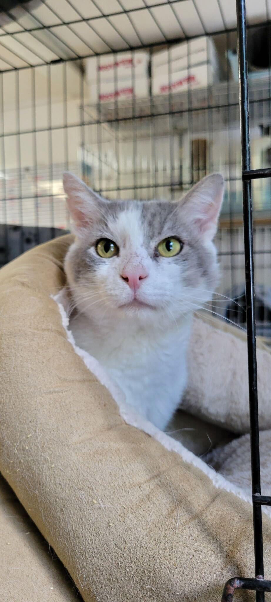 Enlarge Crayon FIV+, a Adoptable Domestic Short Hair in Manchester, NH image 1/1