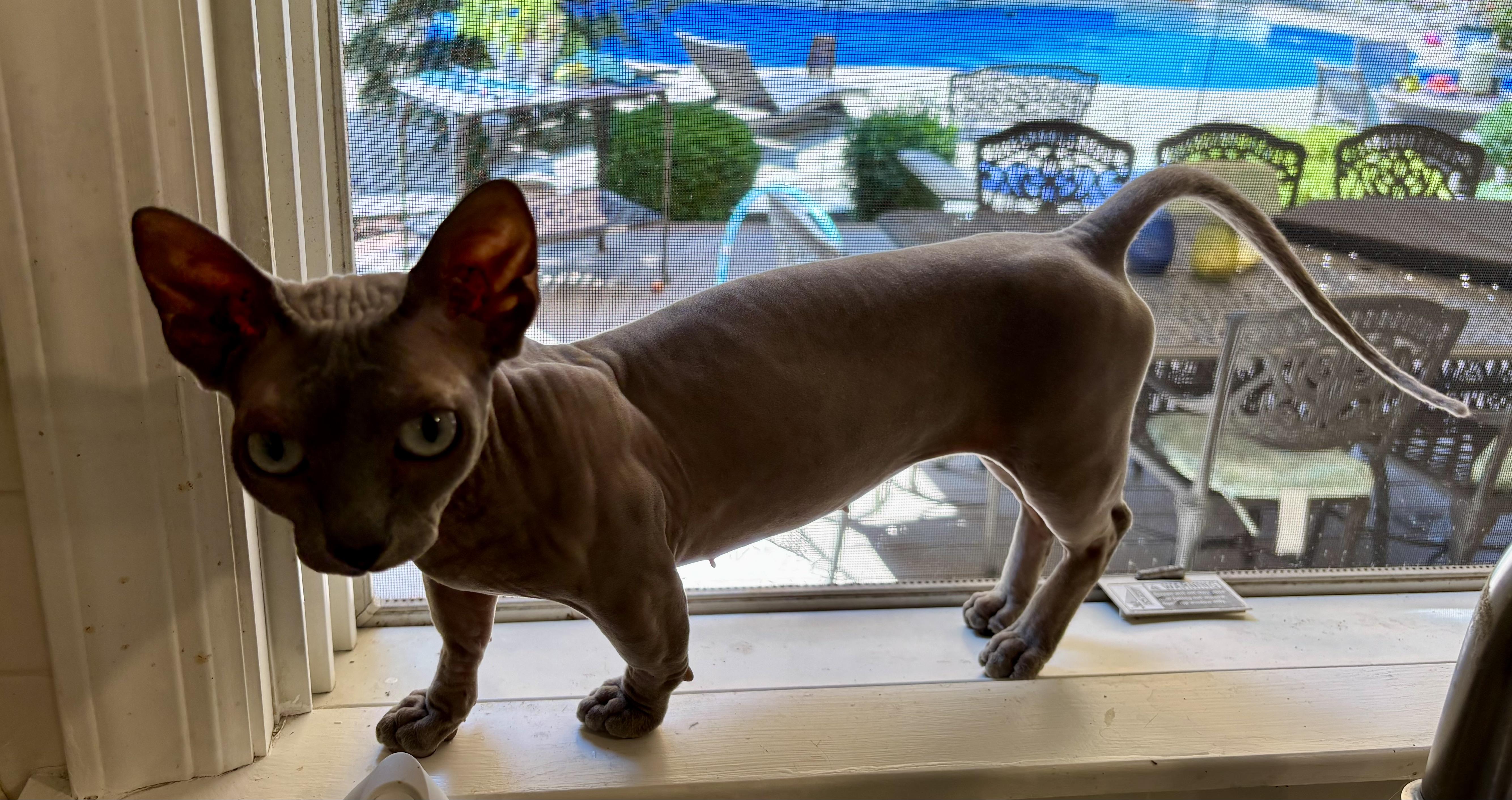 Sun & Sambucca, an adoptable Sphynx / Hairless Cat, Munchkin in Paramus, NJ, 07653 | Photo Image 1