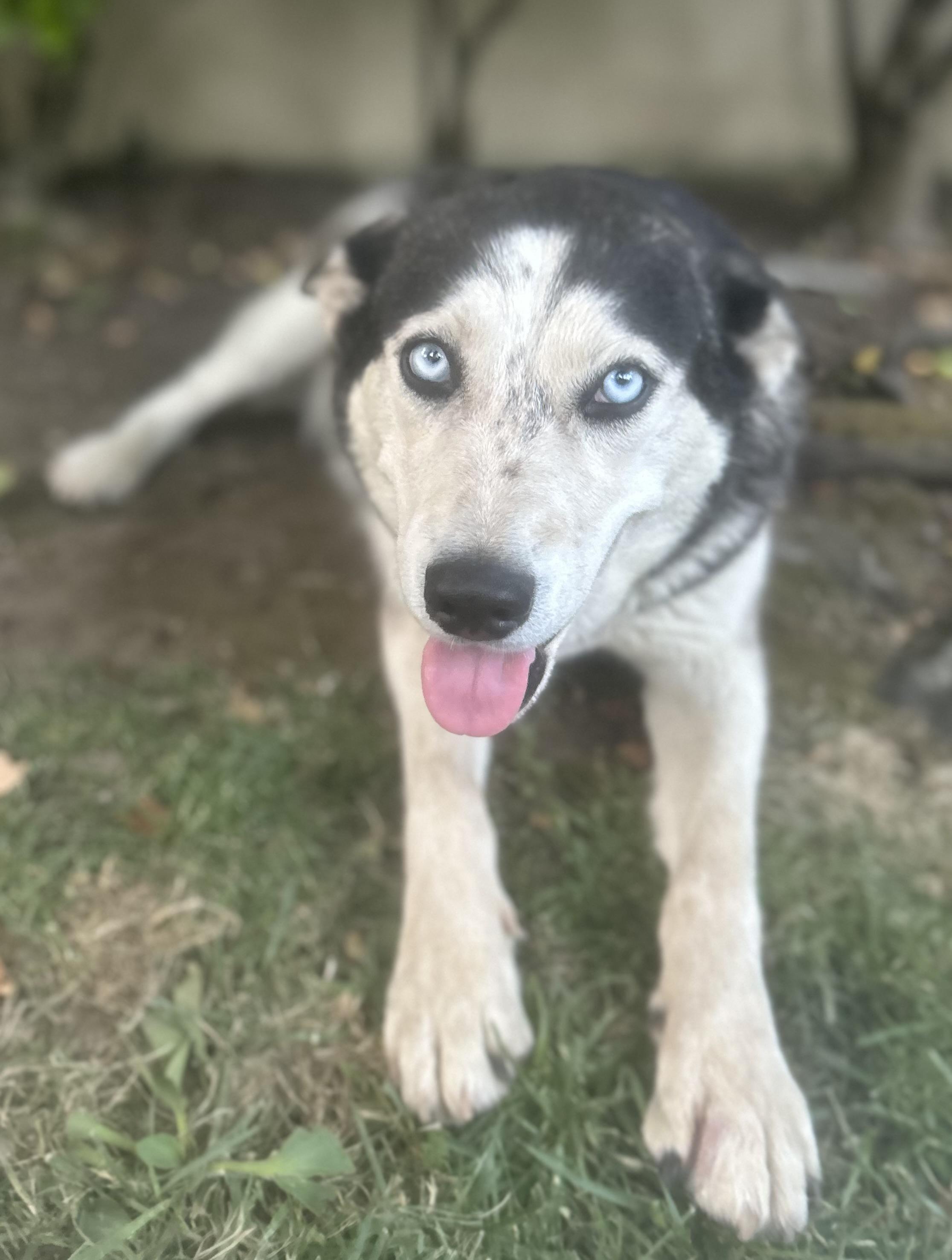 Enlarge Skye, a Adoptable Siberian Husky in tracy, CA image 3/4