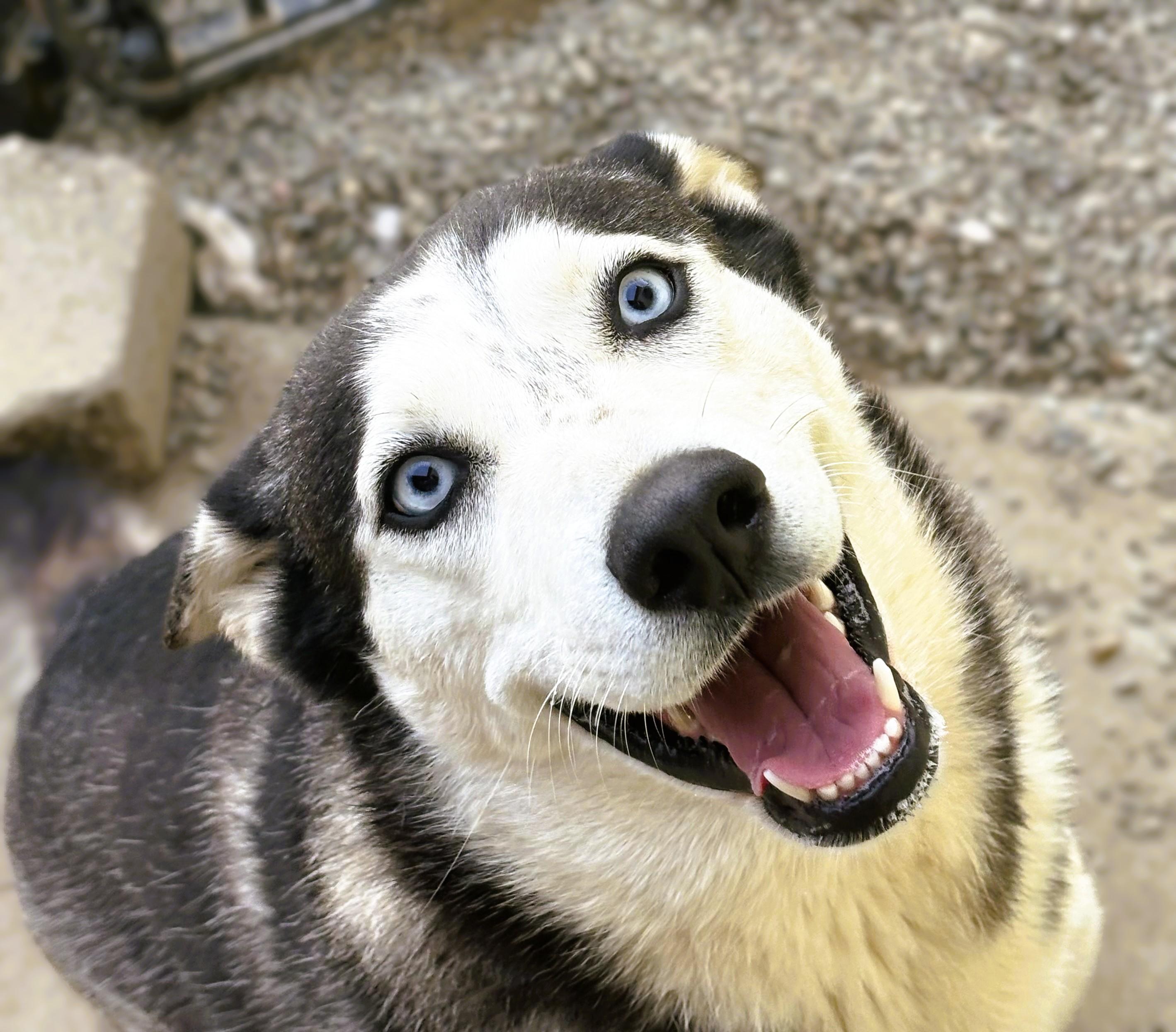 Enlarge Skye, a Adoptable Siberian Husky in tracy, CA image 2/4