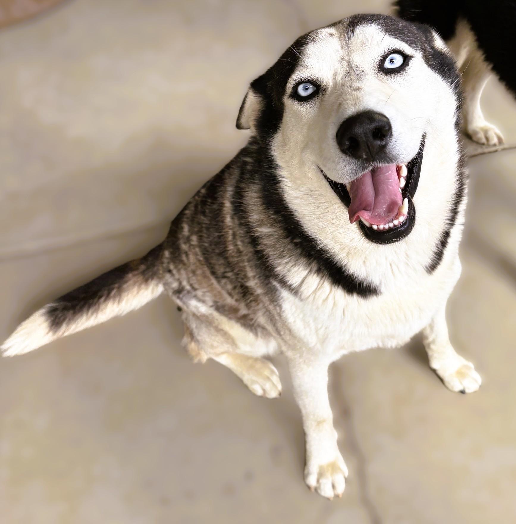 Skye, Adoptable, Adult Female Siberian Husky.