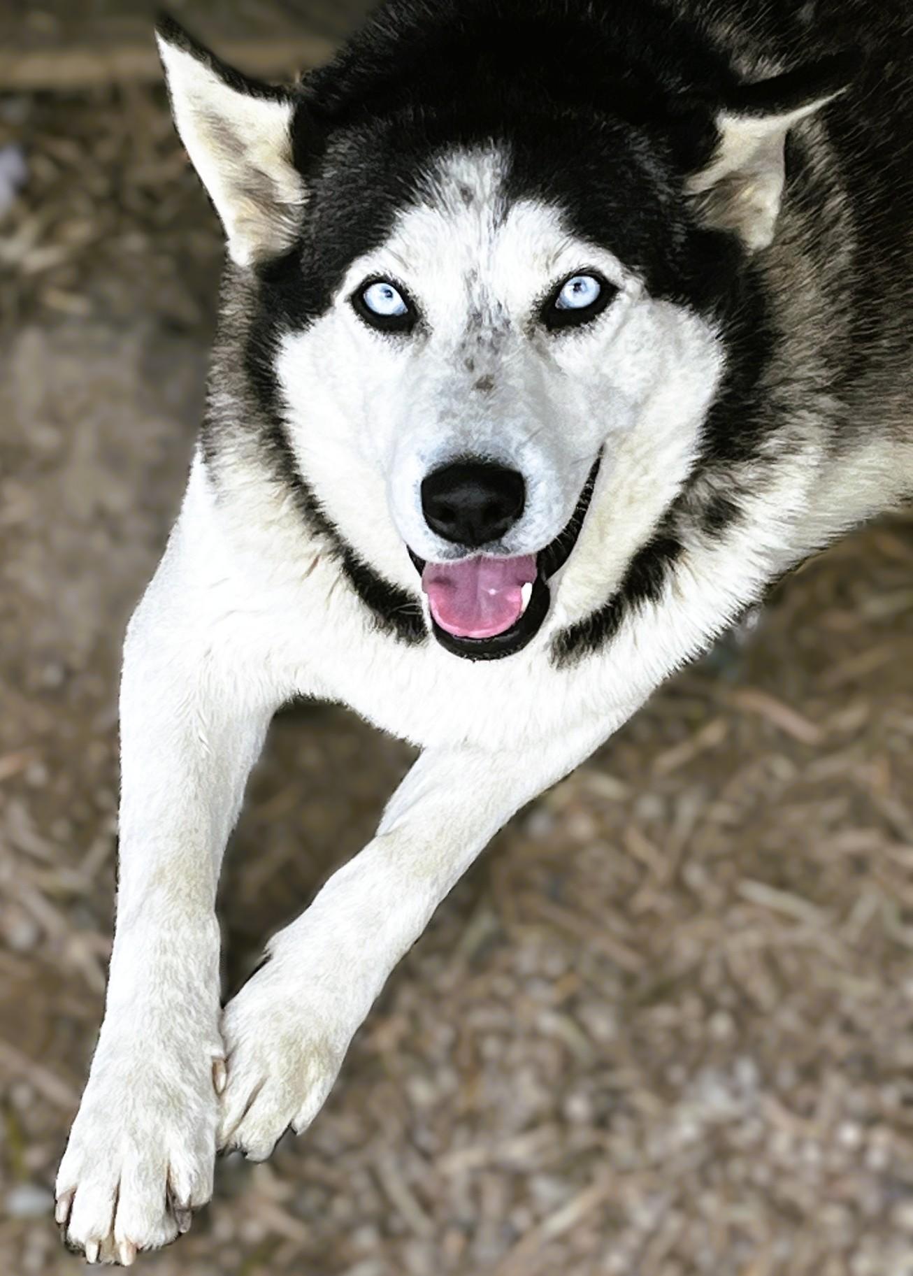 Enlarge Skye, a Adoptable Siberian Husky in tracy, CA image 4/4