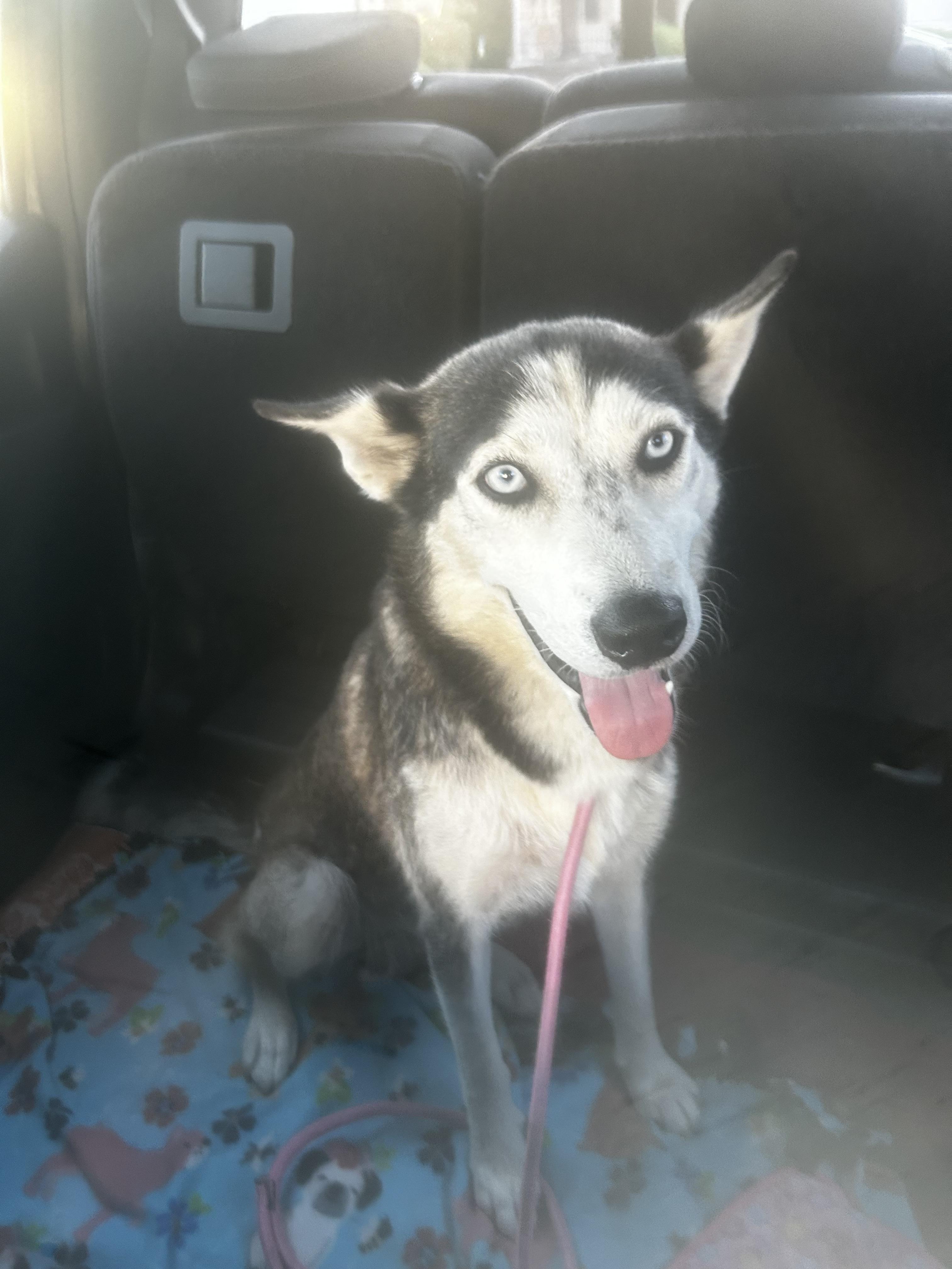 Enlarge Skye, a Adoptable Siberian Husky in tracy, CA image 4/4