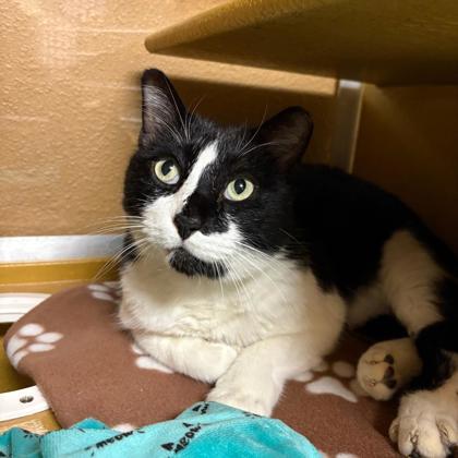 Enlarge Dori, a Adoptable mixed breed in Carrollton, TX image 1/2