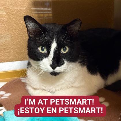 Enlarge Dori, a Adoptable mixed breed in Carrollton, TX image 2/2