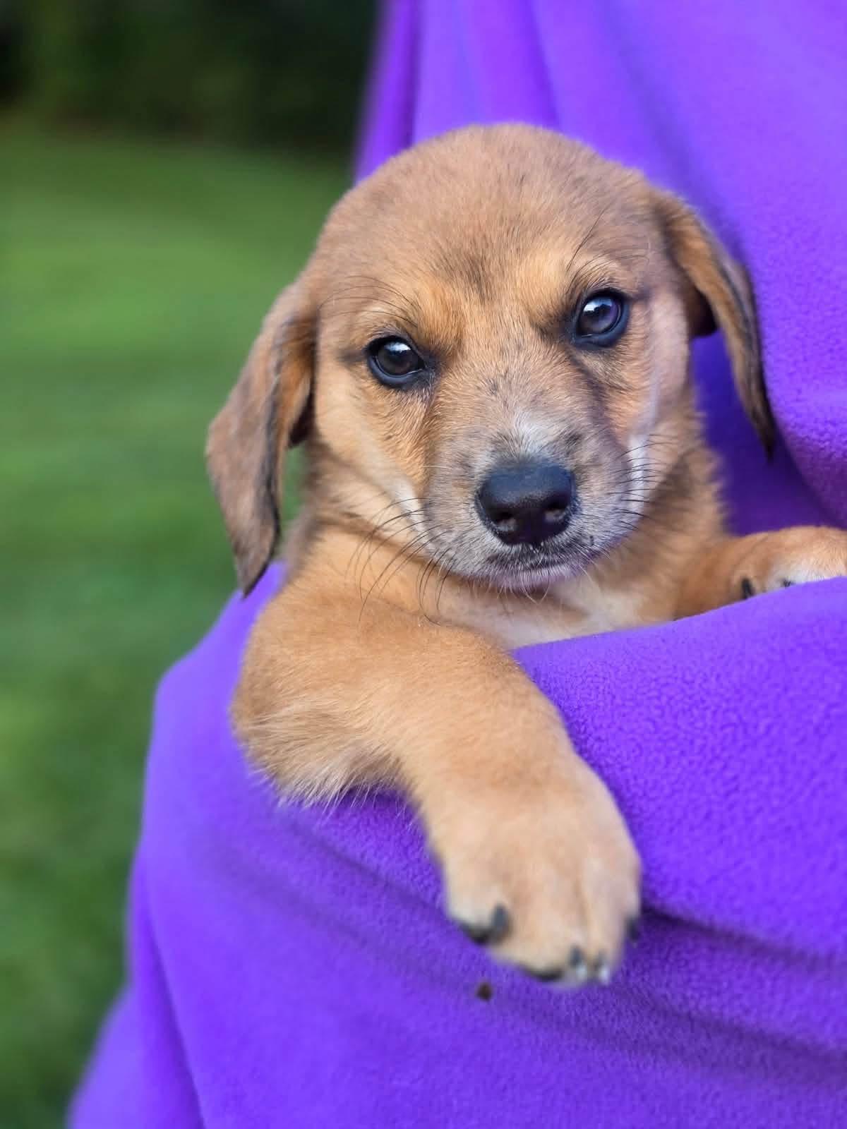 Enlarge Kameron, an adopted mixed breed in Orland Park, IL image 3/3
