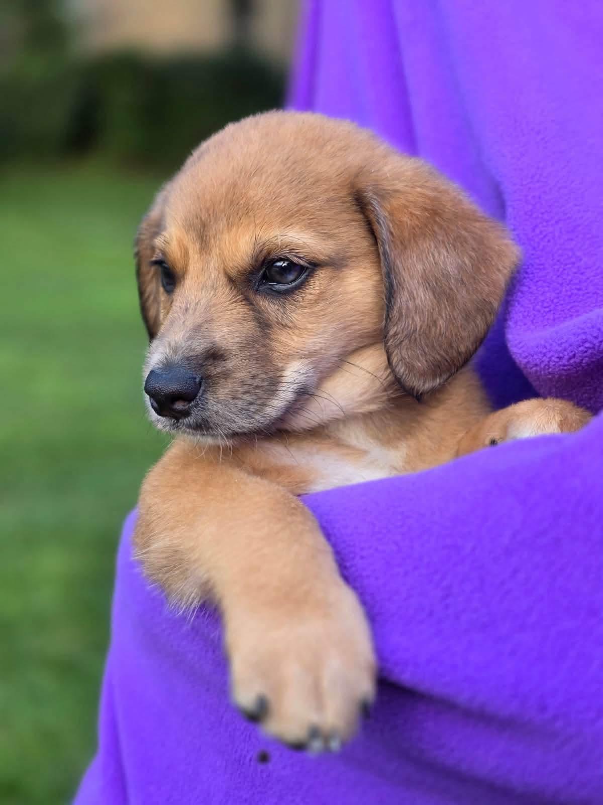 Enlarge Kameron, an adopted mixed breed in Orland Park, IL image 2/3