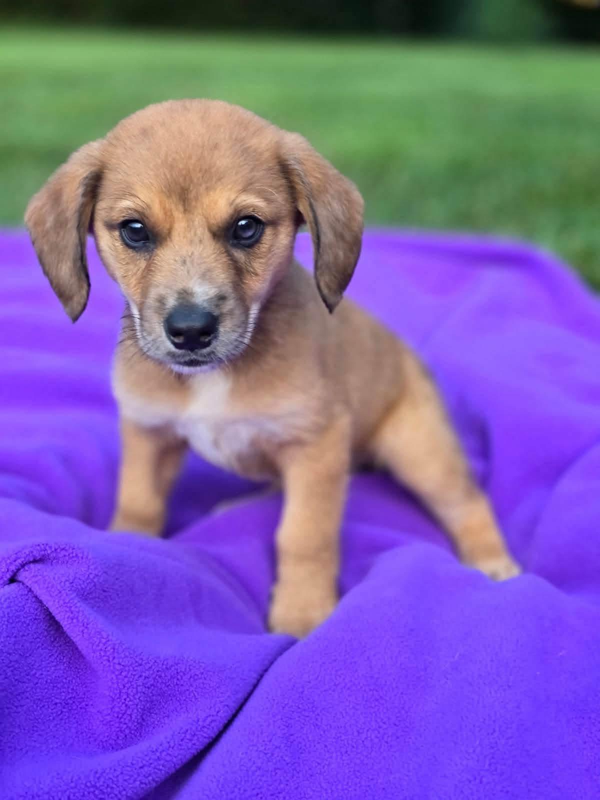 Enlarge Kameron, an adopted mixed breed in Orland Park, IL image 1/3