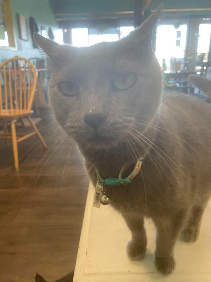 Enlarge Smoki, a ADOPTABLE Domestic Short Hair in Manhattan, KS image 2/2