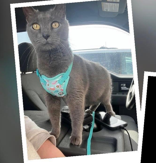 Enlarge Smoki, a ADOPTABLE Domestic Short Hair in Manhattan, KS image 1/2