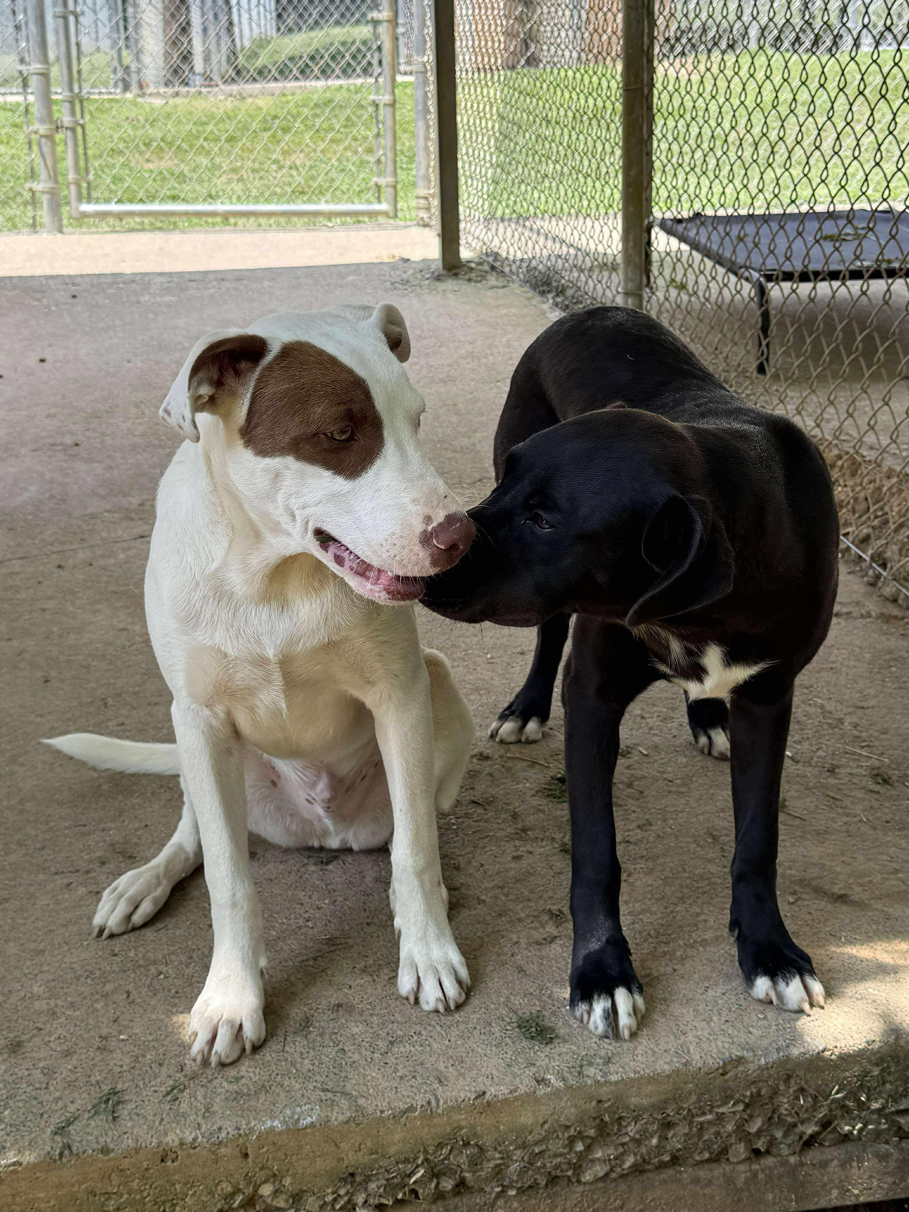 SIENNA, a Adoptable Mixed Breed in Talbott, TN image 4/5