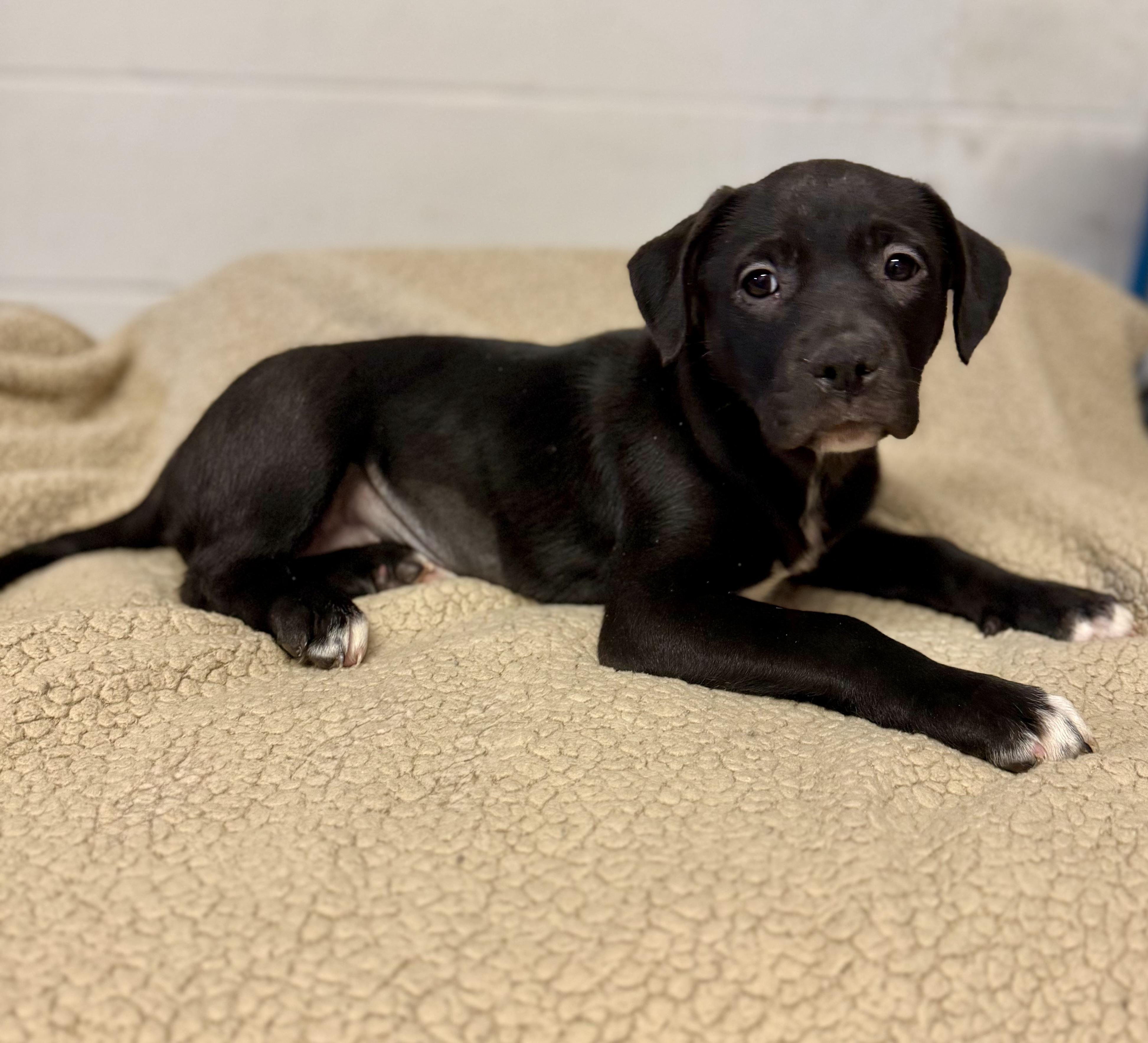 SIENNA, a Adoptable Mixed Breed in Talbott, TN image 5/5