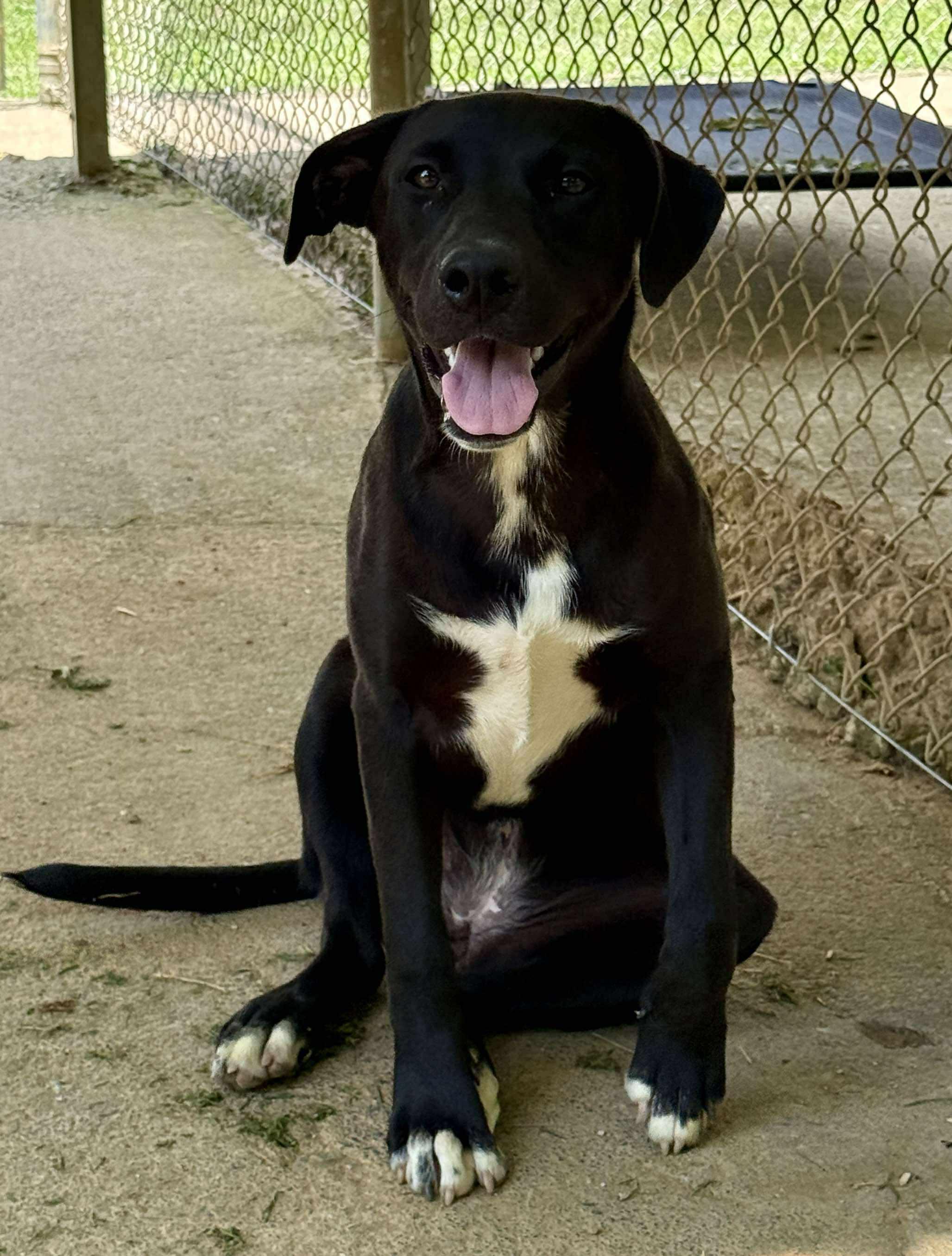 SIENNA, a Adoptable Mixed Breed in Talbott, TN image 1/5