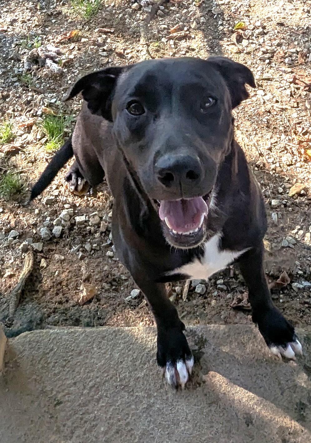 SIENNA, a Adoptable Mixed Breed in Talbott, TN image 2/5