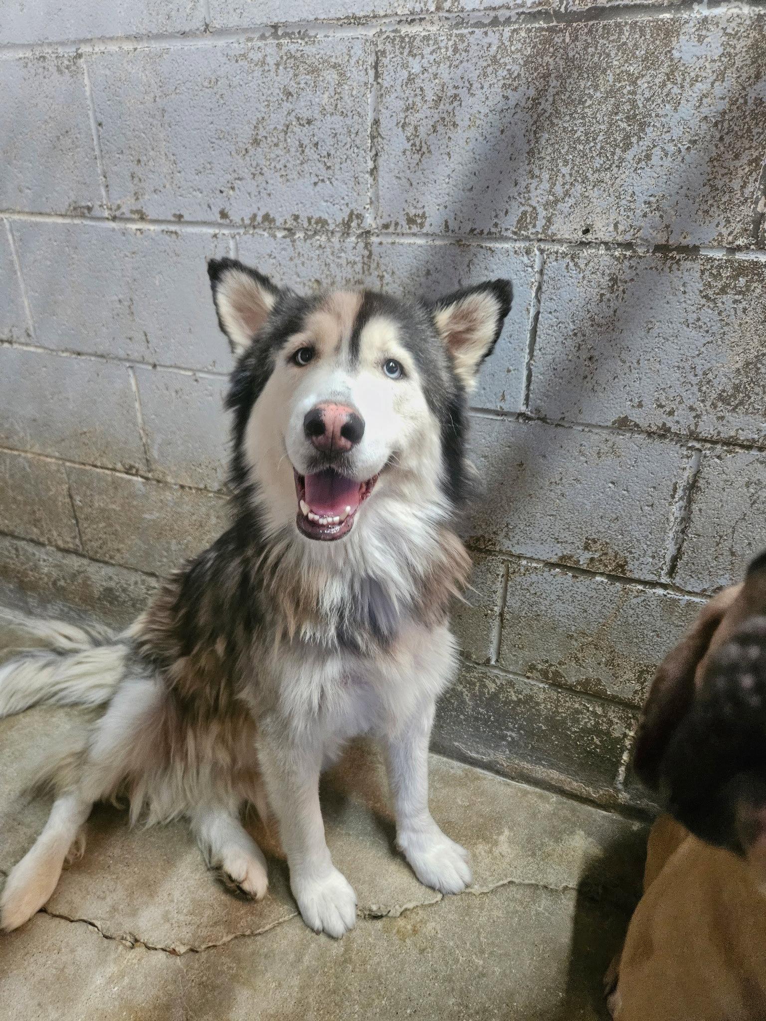 Enlarge Mamacita, a Adoptable Husky in El Centro, CA image 1/1