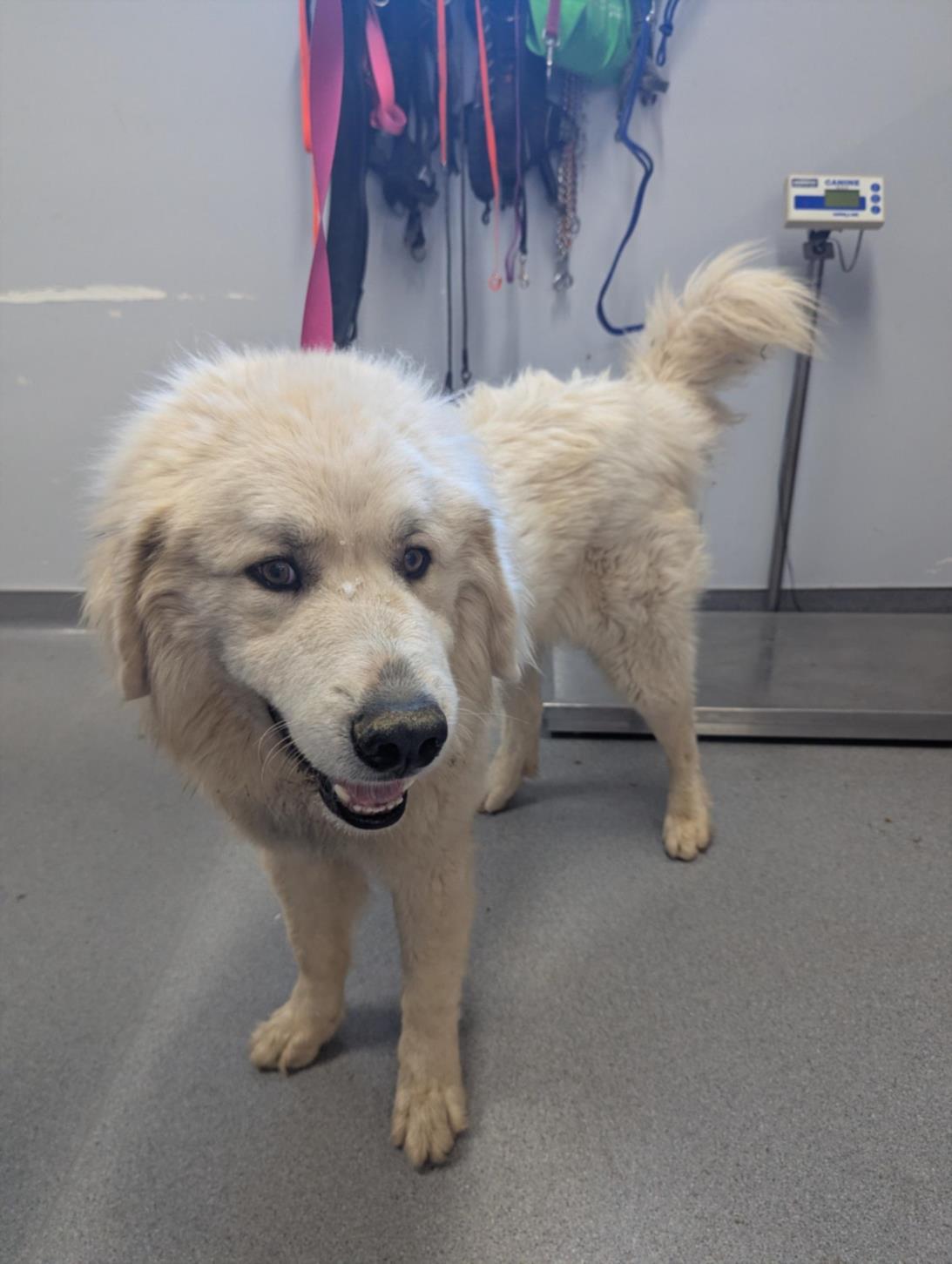 Enlarge CASH, a Adoptable Great Pyrenees in Olivehurst, CA image 1/1