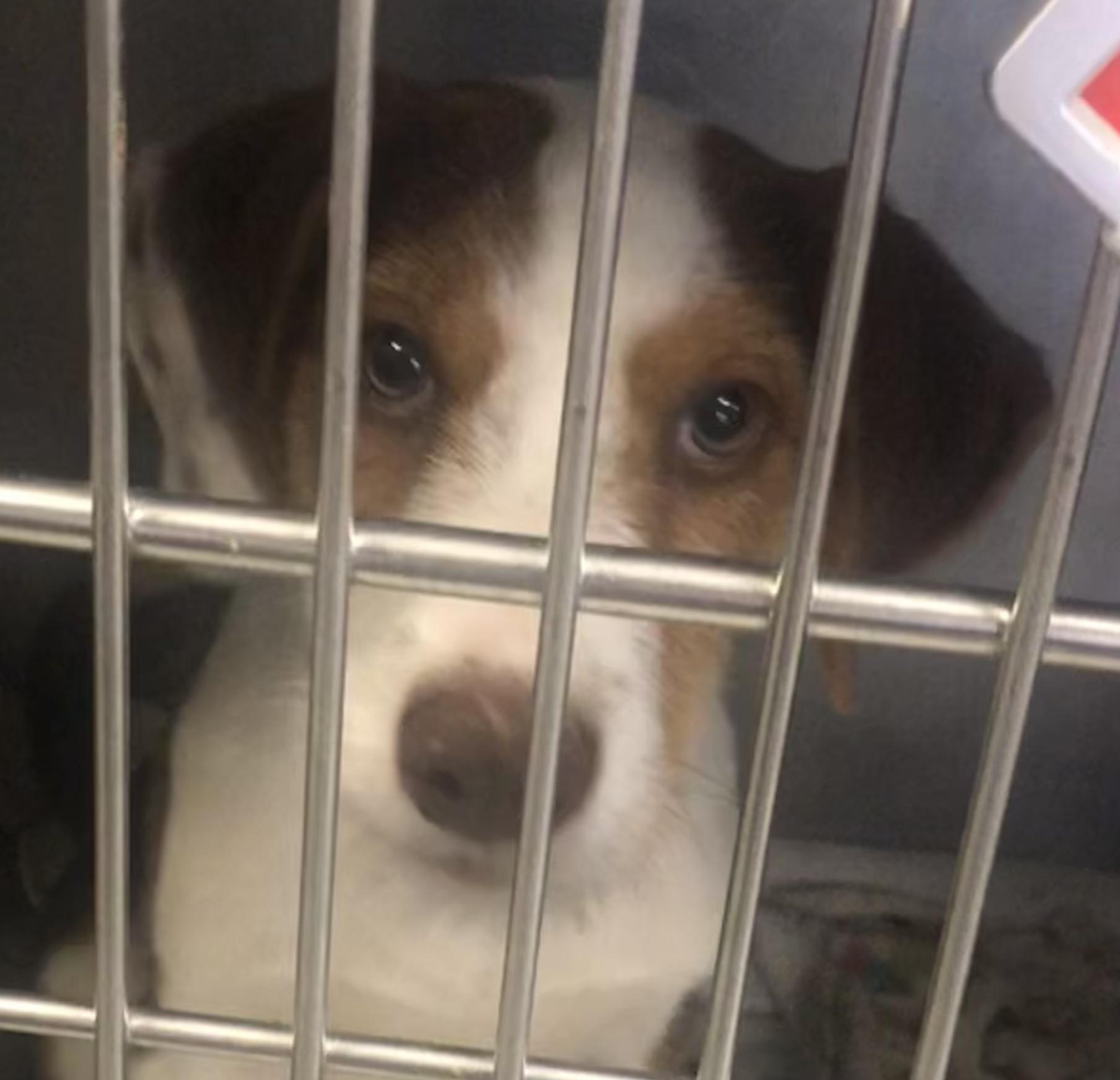 Enlarge Carlos, a Adoptable mixed breed in Parma, OH image 1/1