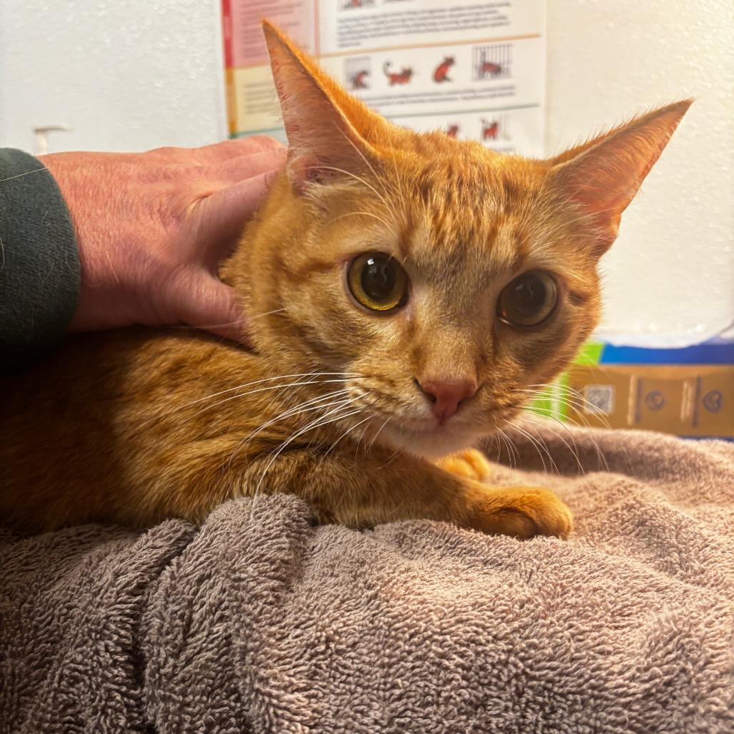 Enlarge Harry, a Adoptable Domestic Short Hair in Tulsa, OK image 1/2