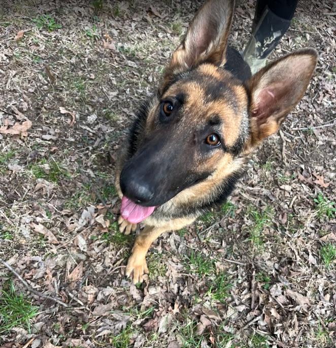 Enlarge Apple Bloom, a Adopted German Shepherd Dog in Louisville, KY image 1/3