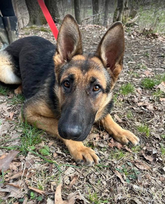 Enlarge Apple Bloom, a Adopted German Shepherd Dog in Louisville, KY image 3/3