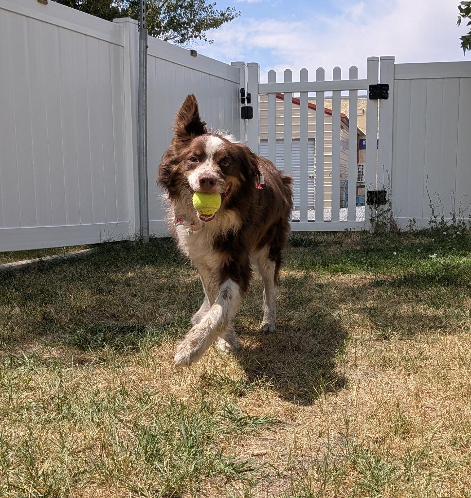 Roscoe, Adoptable, Adult Male Australian Shepherd.