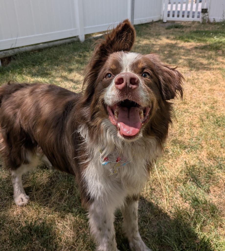 Enlarge Roscoe, a Adoptable Australian Shepherd in Logan, UT image 2/2