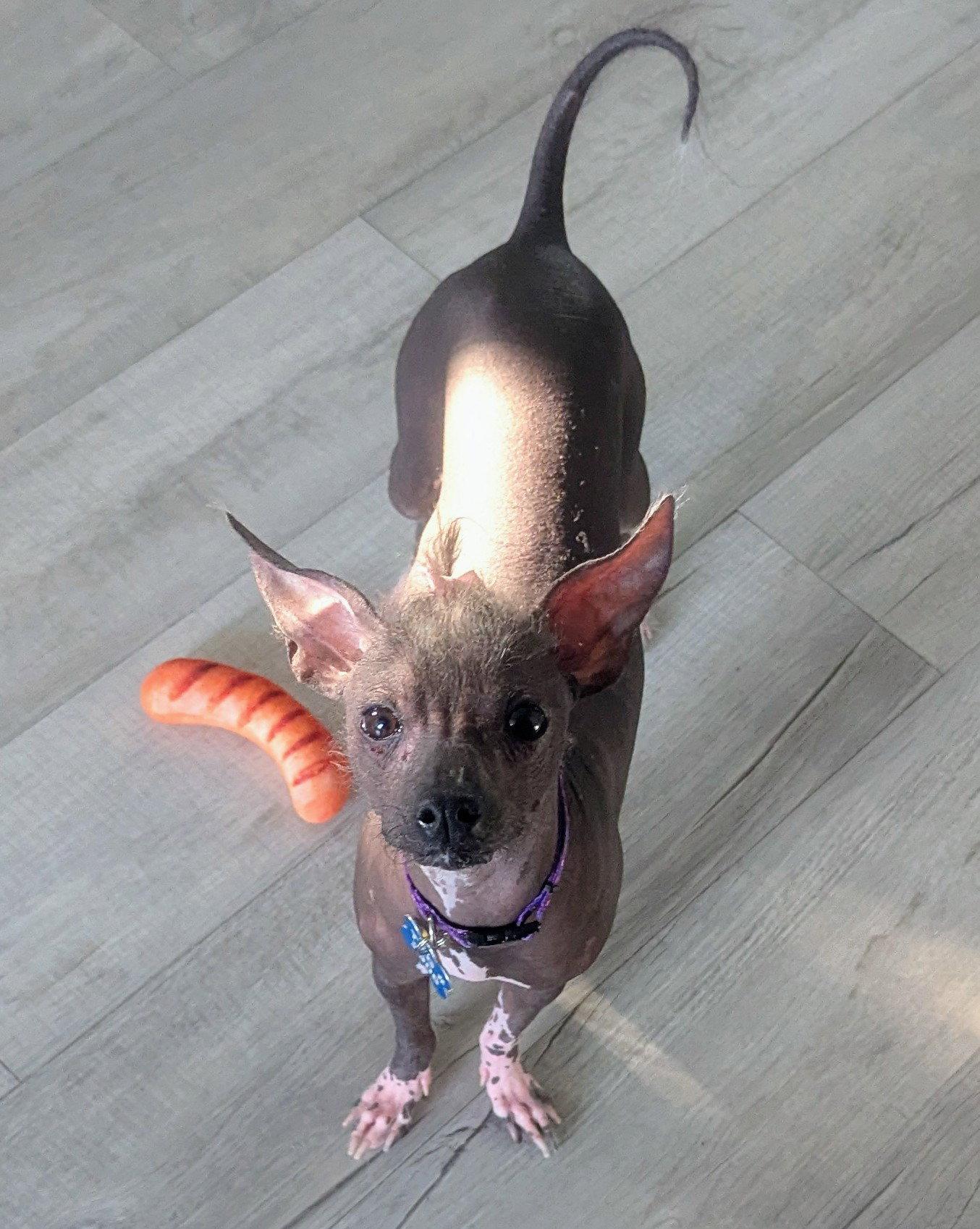 Enlarge Phoebe -OS, a Adoptable Chinese Crested Dog in Pataskala, OH image 3/3