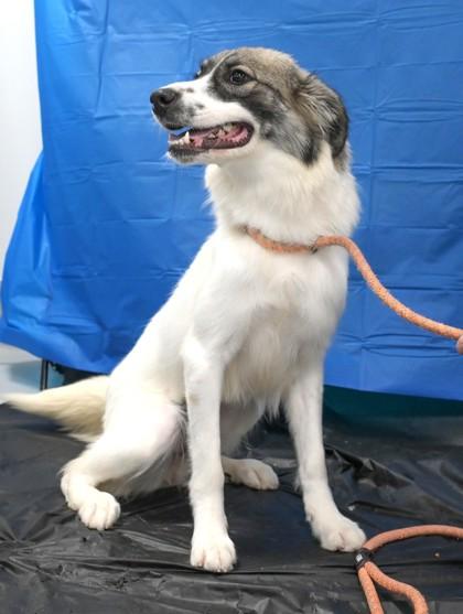 Jetta 661-26, Adoptable, Adult Female Great Pyrenees & Mixed Breed.