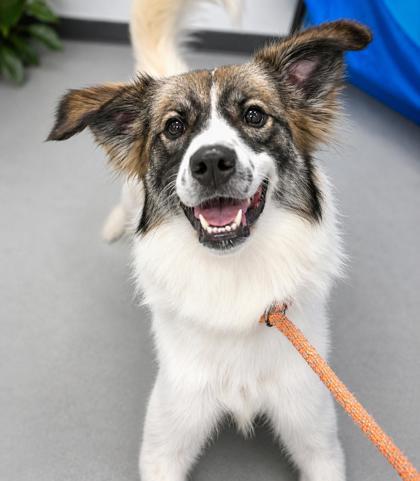 Jetta 661-26, a Adoptable mixed breed in Cumming, GA image 2/3