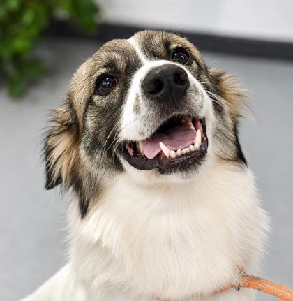 Jetta 661-26, a Adoptable mixed breed in Cumming, GA image 3/3