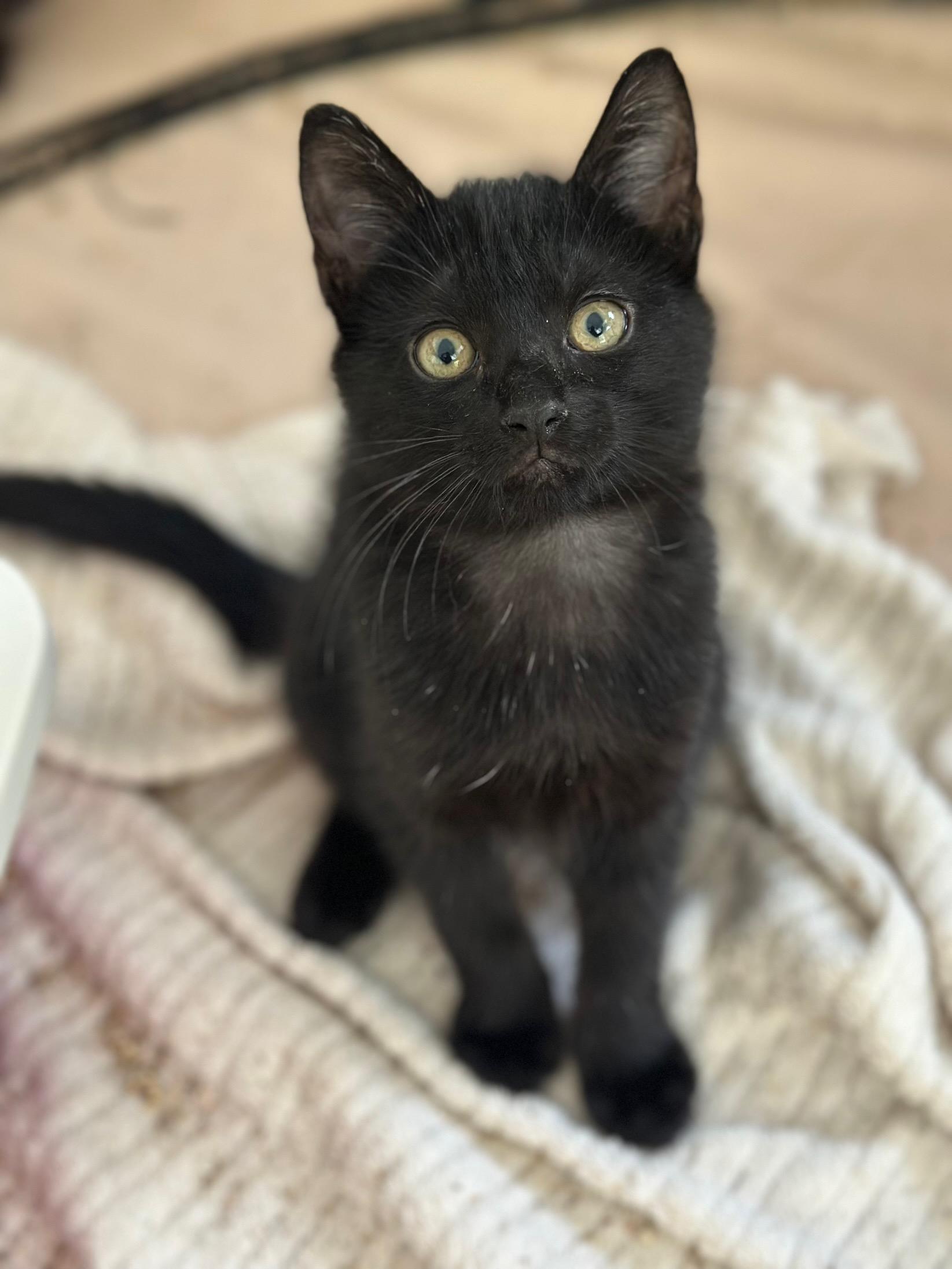 Enlarge Doodle (super friendly baby kitten) great with kids and pets, a Adoptable Domestic Medium Hair in Port Orange, FL image 1/4