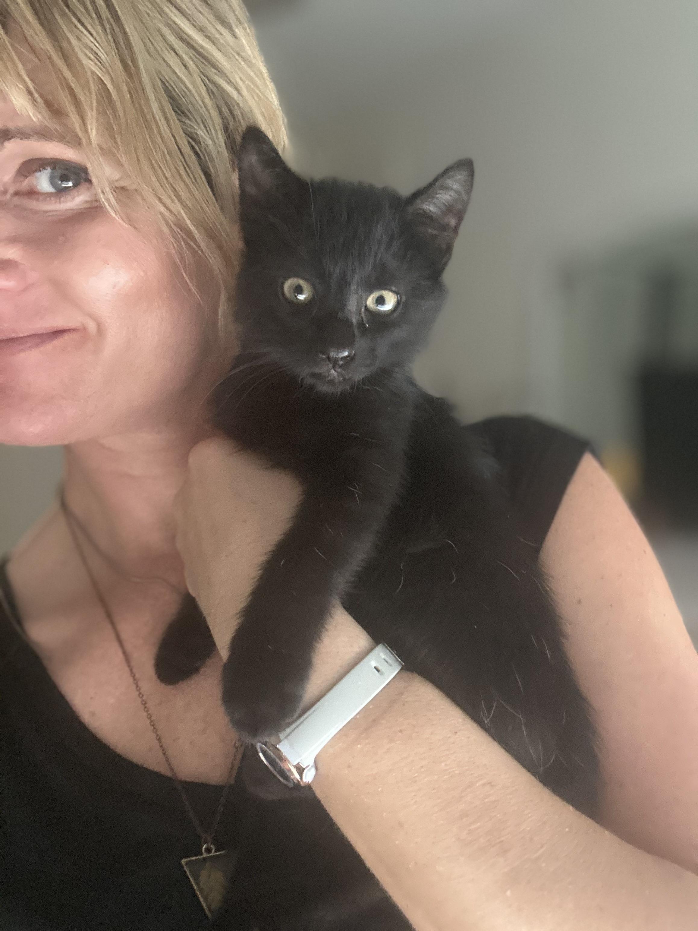 Enlarge Doodle (super friendly baby kitten) great with kids and pets, a Adoptable Domestic Medium Hair in Port Orange, FL image 2/4