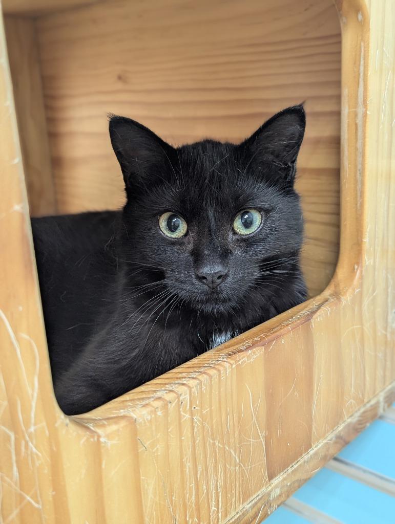 Beetle, a Adoptable mixed breed in La Porte, IN image 1/2