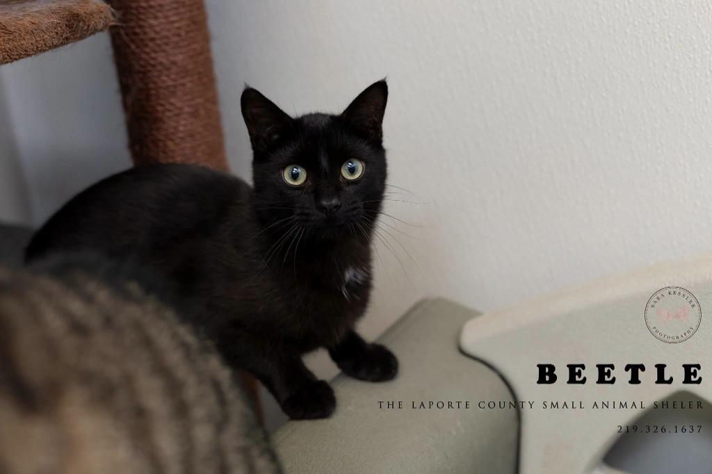 Enlarge Beetle, a Adoptable mixed breed in La Porte, IN image 2/3
