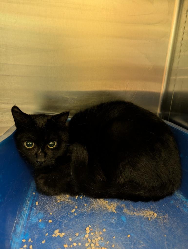 Beetle, a Adoptable mixed breed in La Porte, IN image 2/2