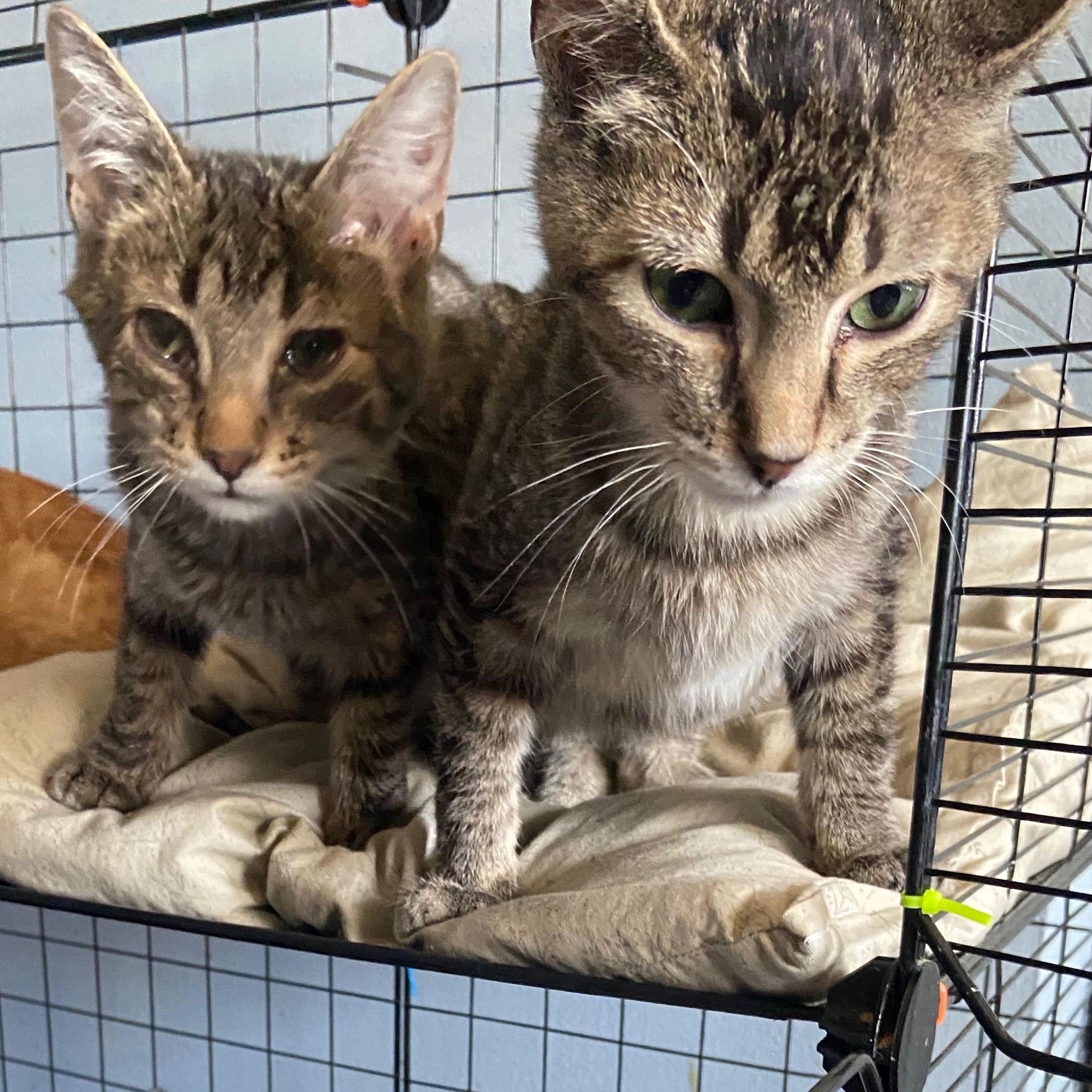 Cat for adoption - Dexter- sibling to Declan, a Tabby