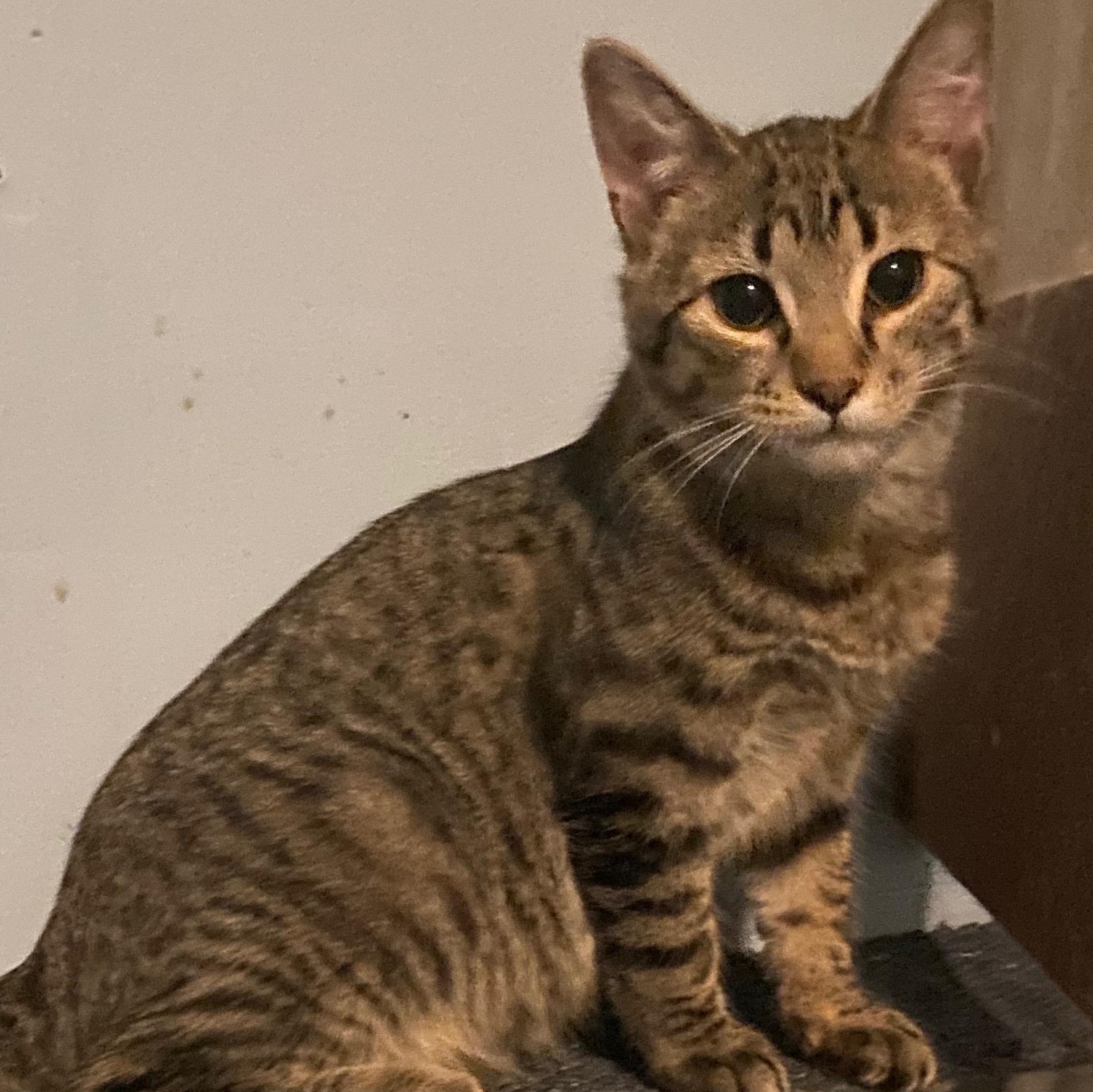 Dexter- sibling to Declan, an adoptable Tabby, Abyssinian in Andover, MN, 55304 | Photo Image 1