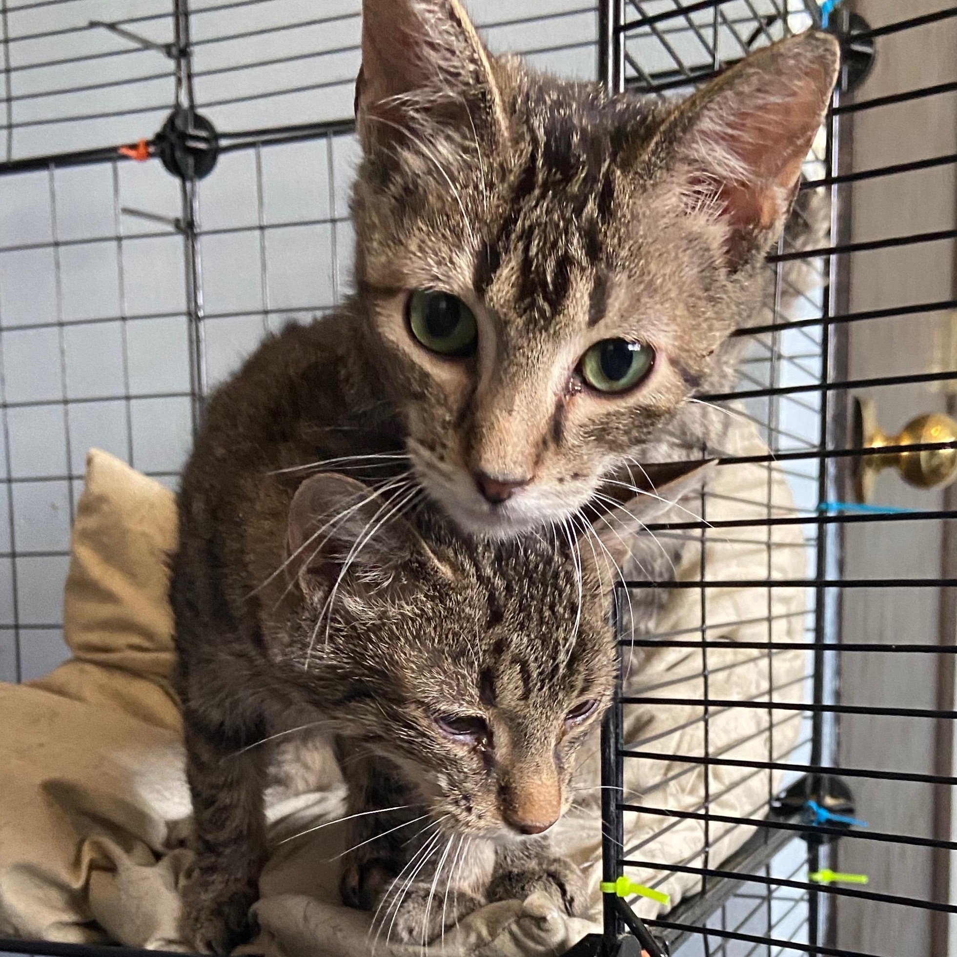 Dexter- sibling to Declan, an adoptable Tabby, Abyssinian in Andover, MN, 55304 | Photo Image 4